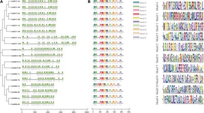 Genome-Wide Identification of the HD-ZIP III Subfamily in Upland Cotton Reveals the Involvement of GhHB8-5D in the Biosynthesis of Secondary Wall in Fiber and Drought Resistance